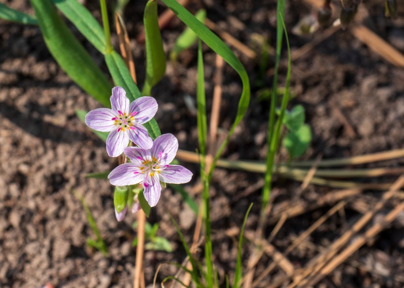 Western Springbeauty photo 8