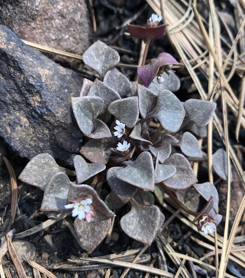 Redstem Springbeauty