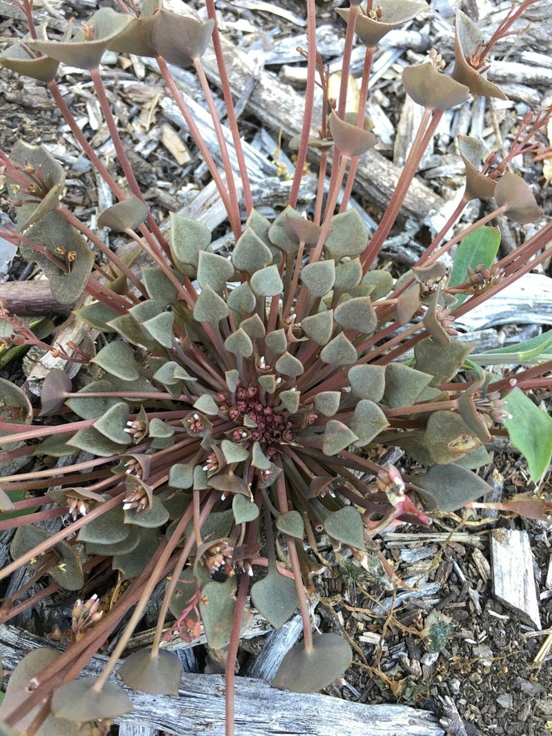 Redstem Springbeauty photo 2