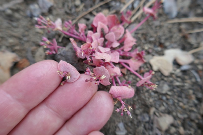 Redstem Springbeauty photo 3