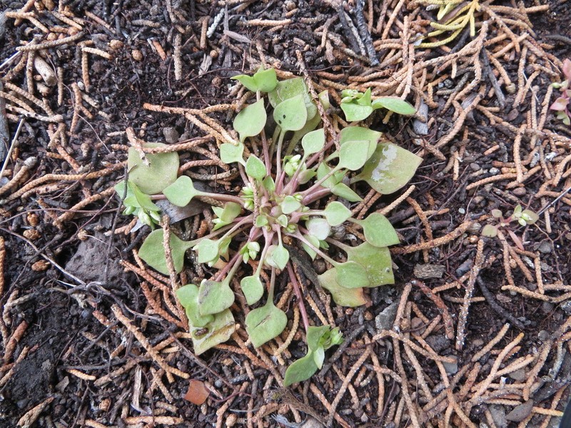 Redstem Springbeauty photo 4
