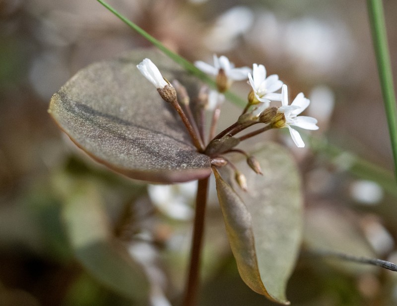 Redstem Springbeauty photo 5