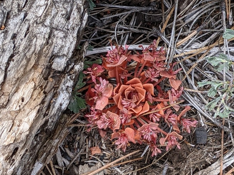 Redstem Springbeauty photo 7