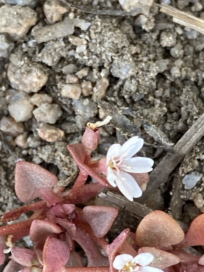 Redstem Springbeauty photo 8