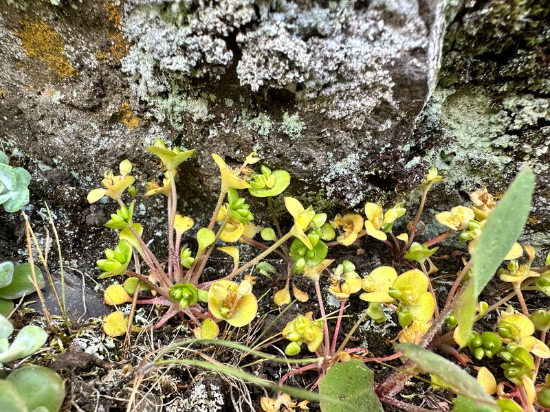 Claytonia rubra subsp. depressa