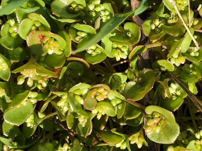 Claytonia rubra subsp. depressa photo 2