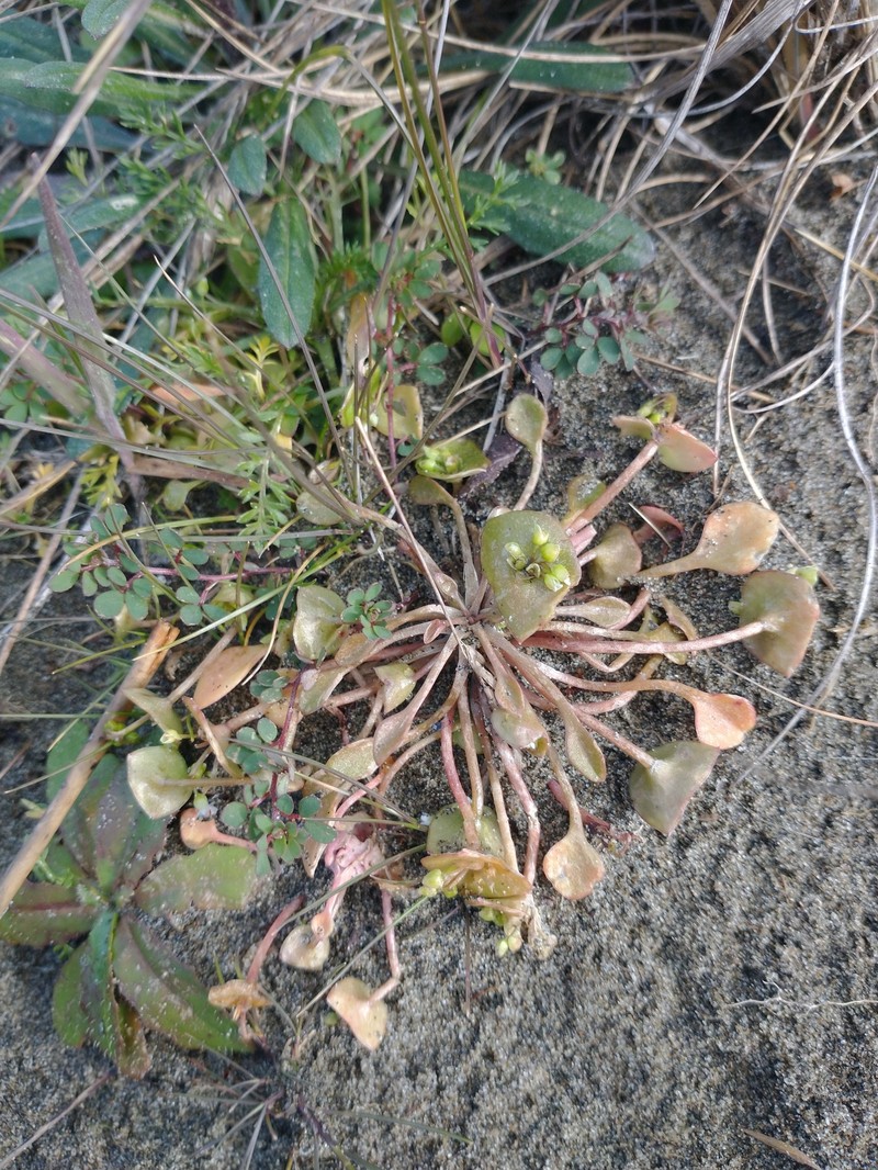 Claytonia rubra subsp. depressa photo 3