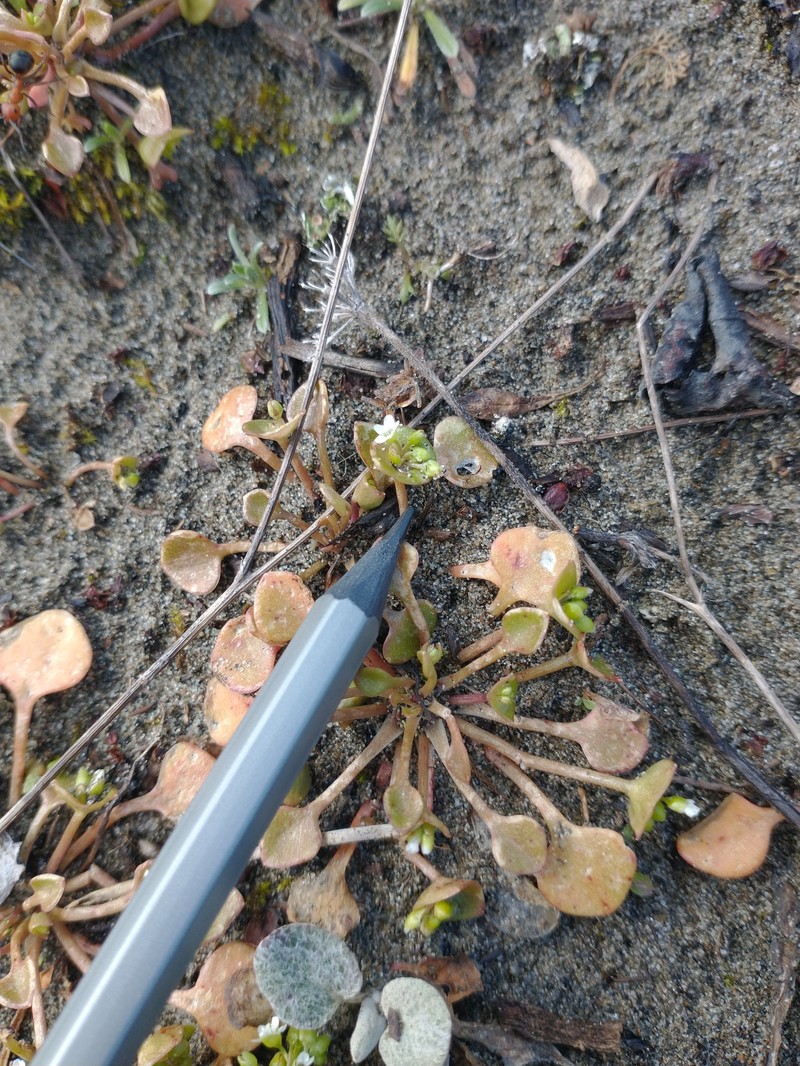 Claytonia rubra subsp. depressa photo 4