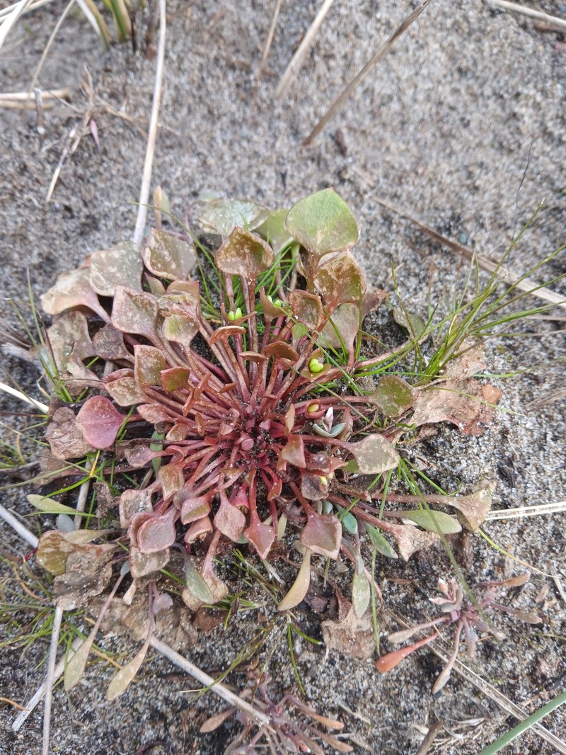 Claytonia rubra subsp. depressa photo 5