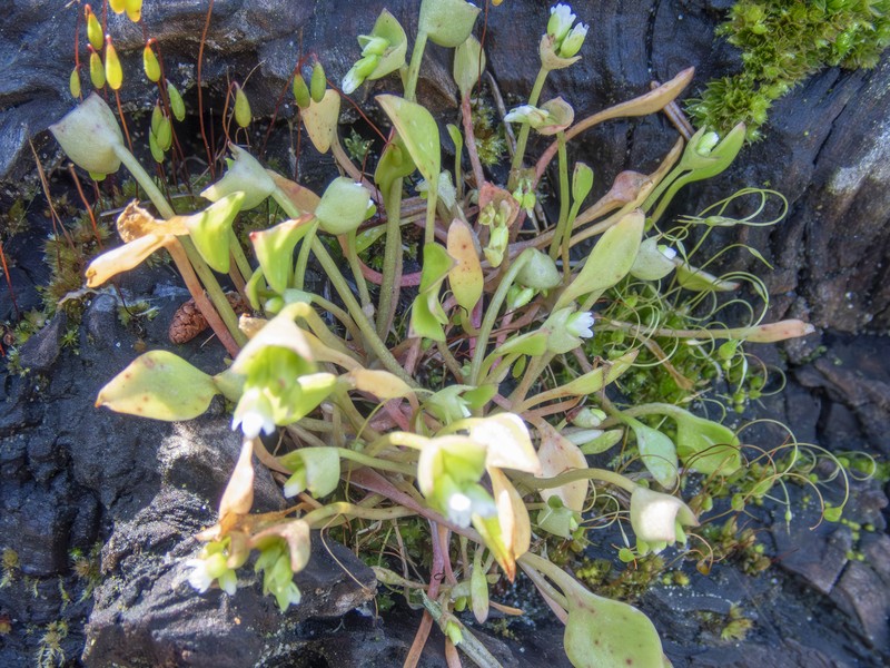 Claytonia rubra subsp. depressa photo 6