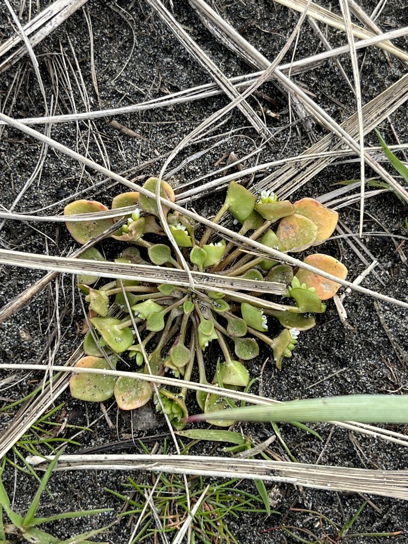 Claytonia rubra subsp. depressa photo 7