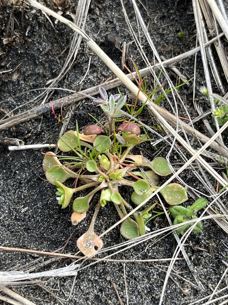 Claytonia rubra subsp. depressa photo 8