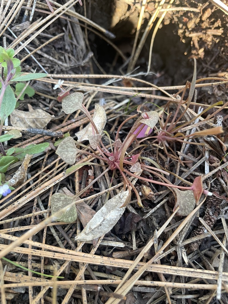 Claytonia rubra subsp. rubra
