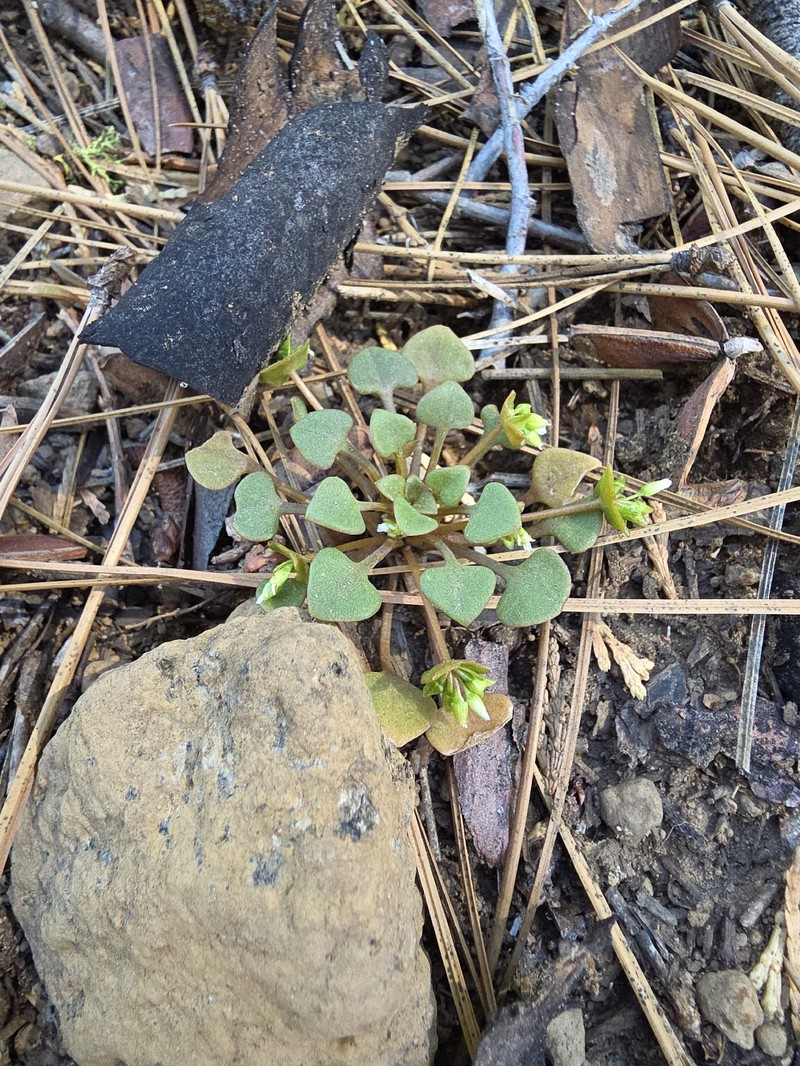 Claytonia rubra subsp. rubra photo 2