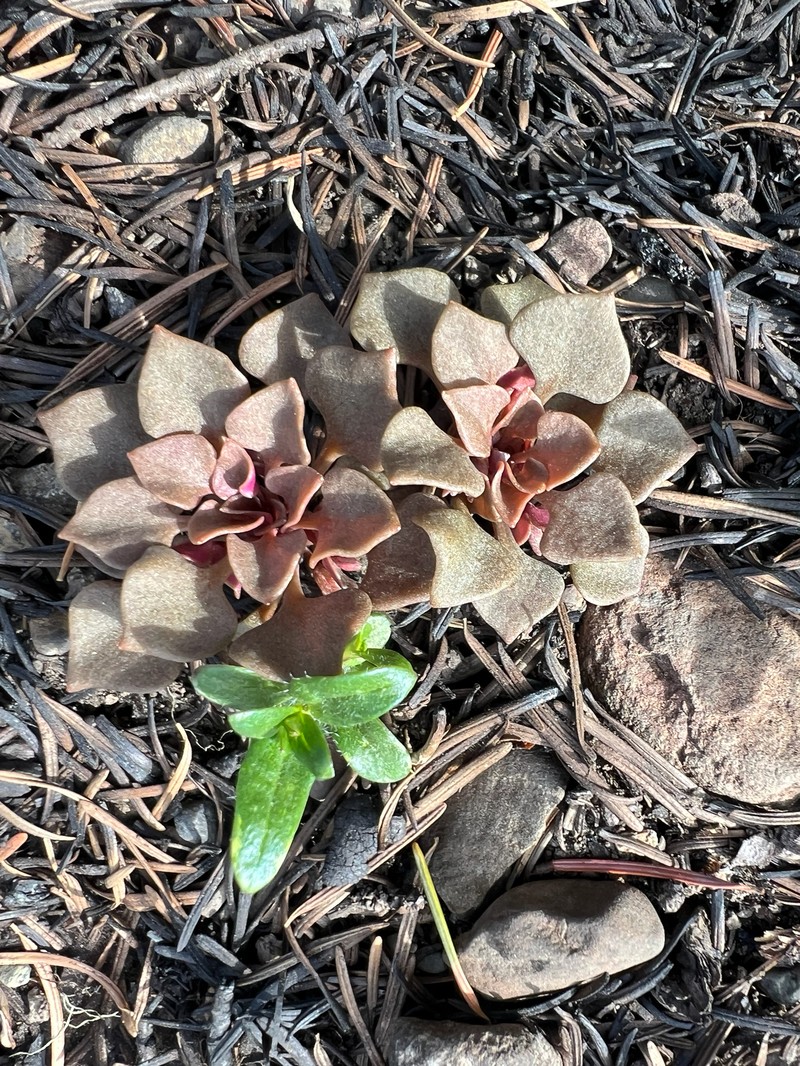 Claytonia rubra subsp. rubra photo 3