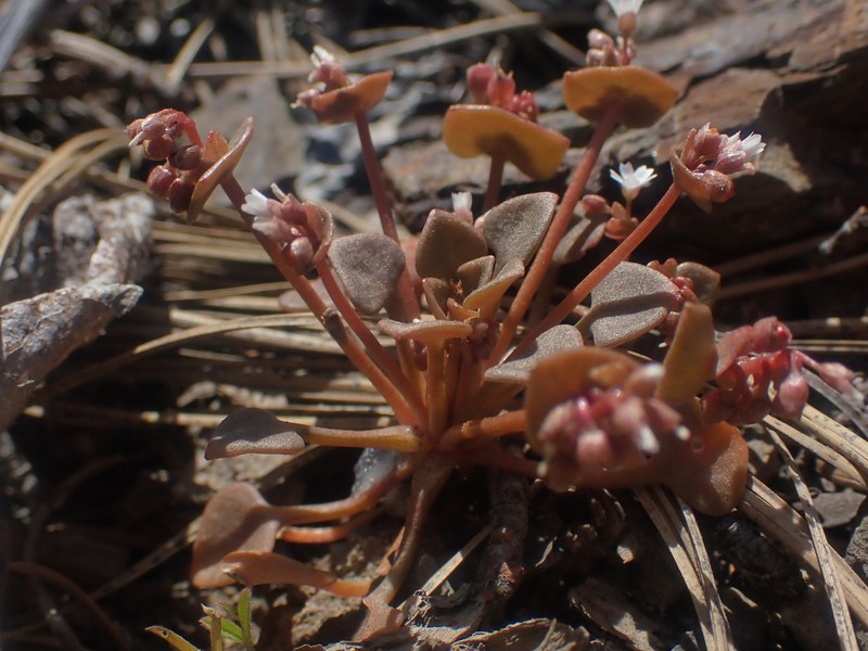 Claytonia rubra subsp. rubra photo 4