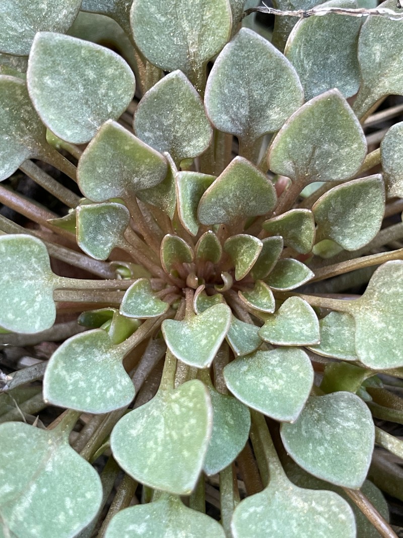 Claytonia rubra subsp. rubra photo 5