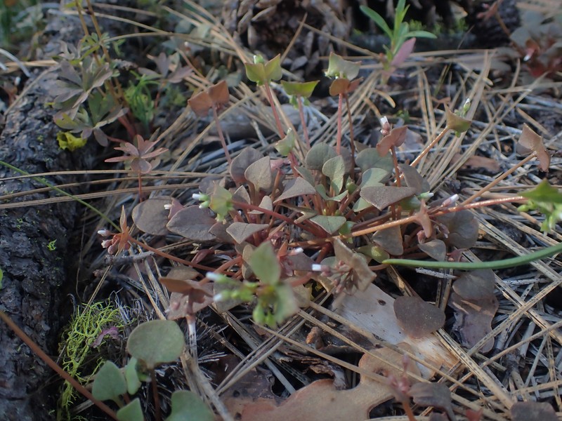 Claytonia rubra subsp. rubra photo 6