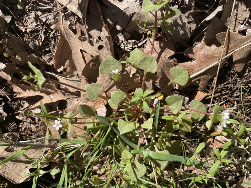 Claytonia rubra subsp. rubra photo 7