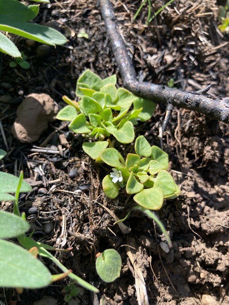 Claytonia rubra subsp. rubra photo 8