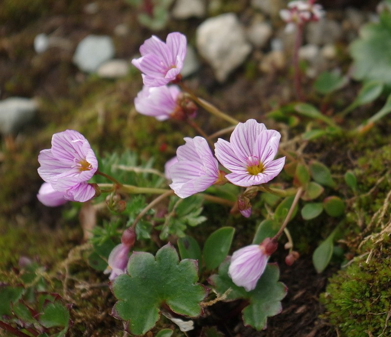 Alaska Springbeauty