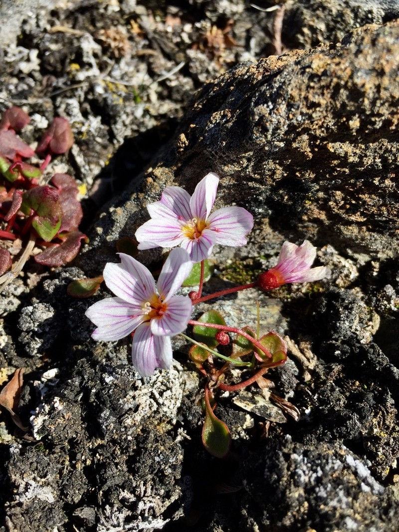 Alaska Springbeauty photo 2