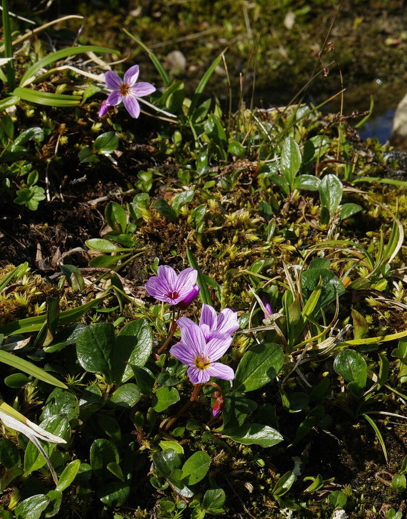 Alaska Springbeauty photo 3