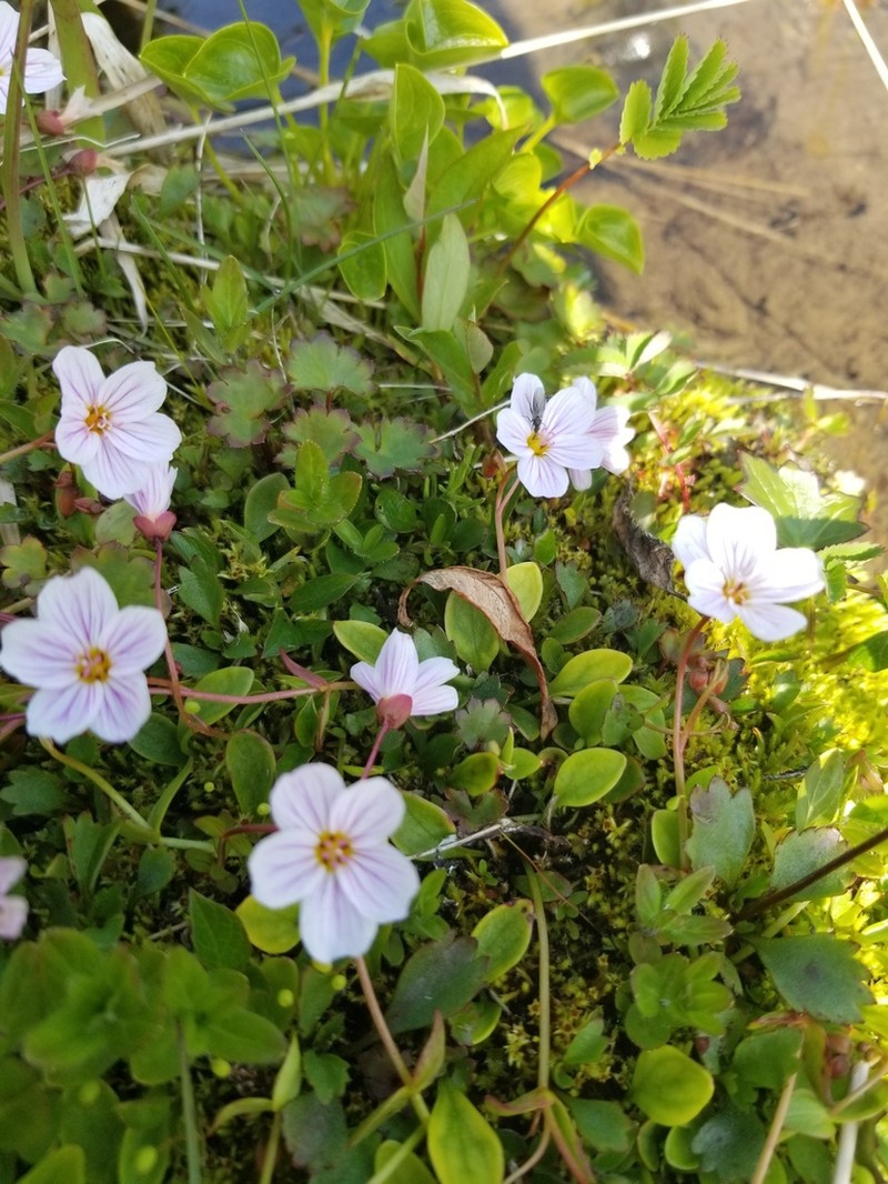 Alaska Springbeauty photo 4