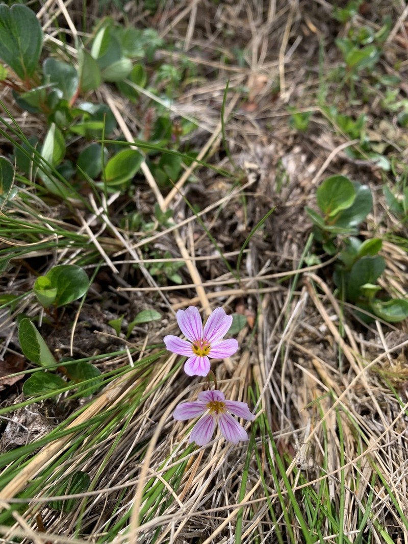 Alaska Springbeauty photo 5