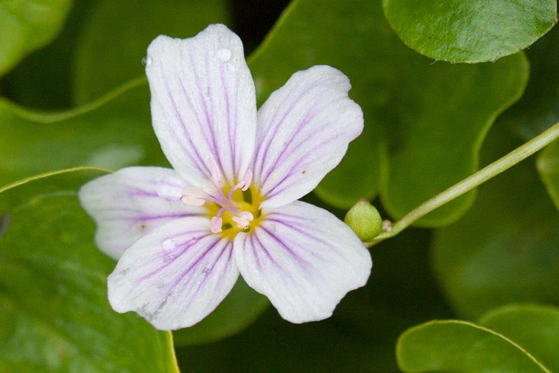 Alaska Springbeauty photo 6