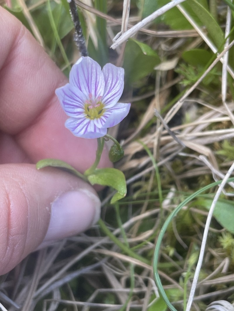 Alaska Springbeauty photo 7