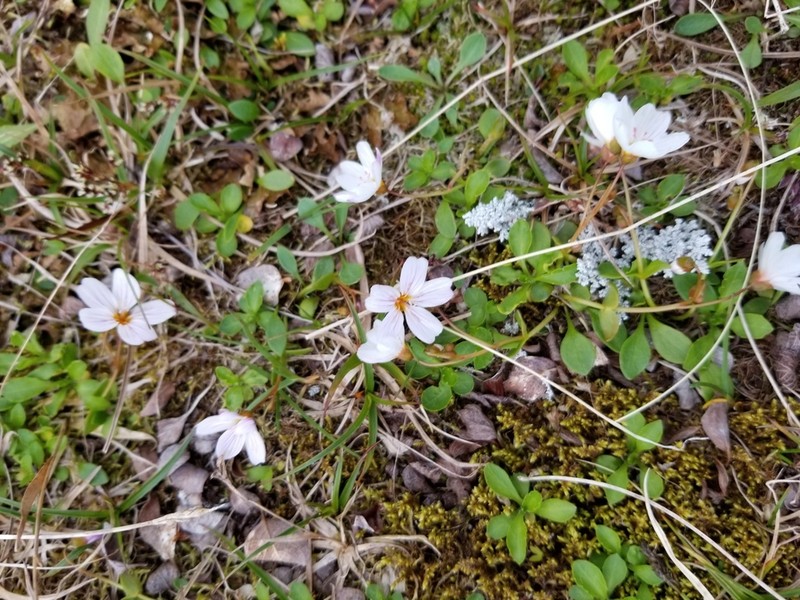 Alaska Springbeauty photo 8