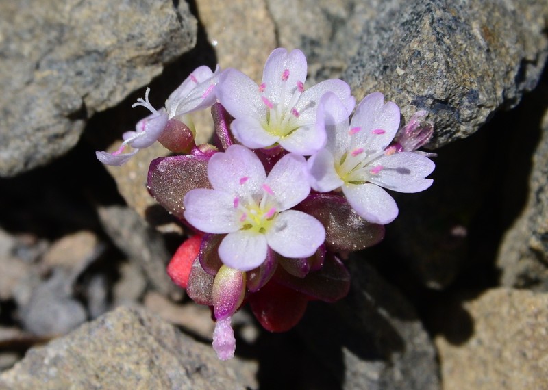 Brandegee's Springbeauty
