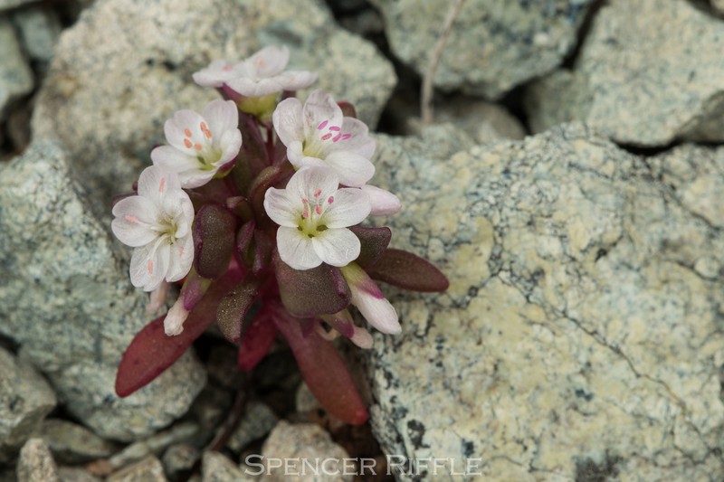 Brandegee's Springbeauty photo 2