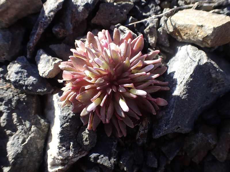 Brandegee's Springbeauty photo 3