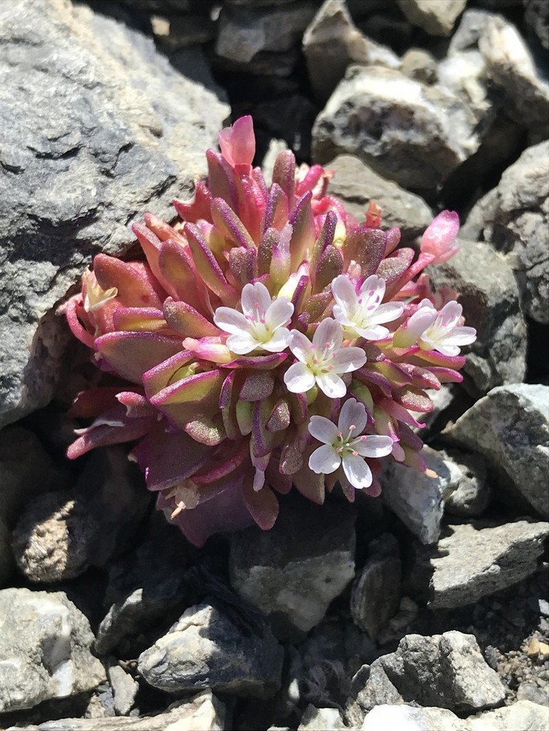 Brandegee's Springbeauty photo 4