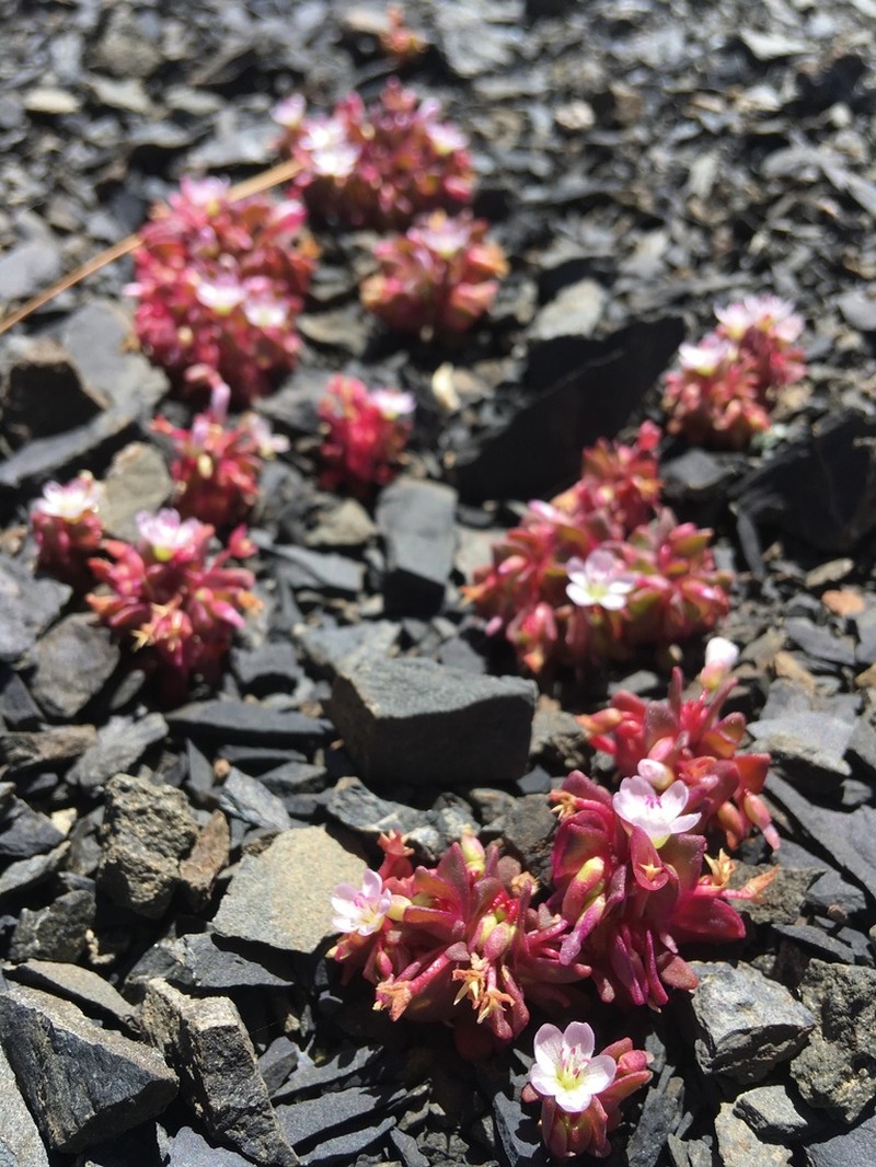Brandegee's Springbeauty photo 5