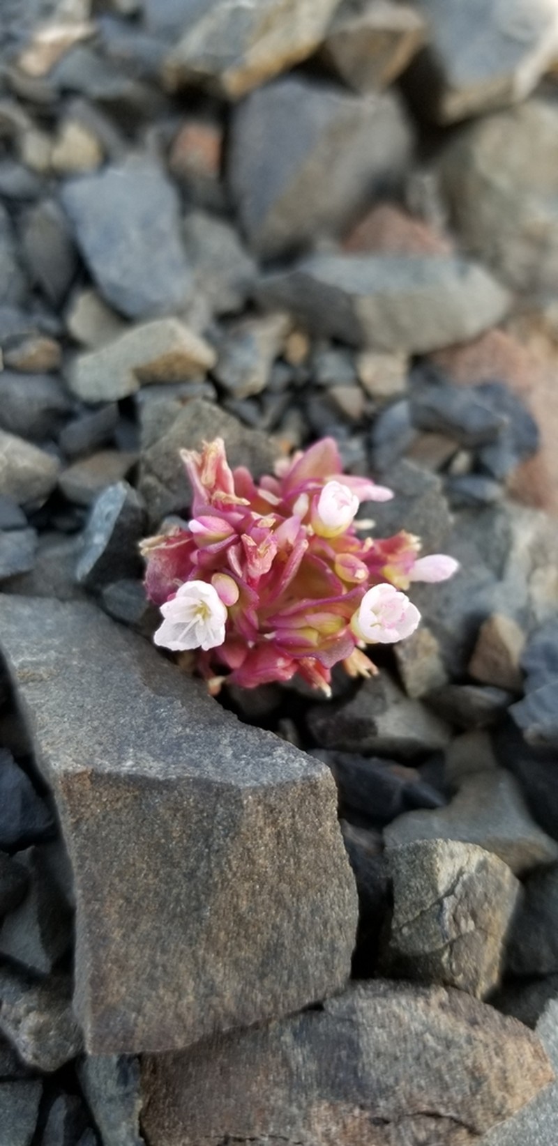 Brandegee's Springbeauty photo 6