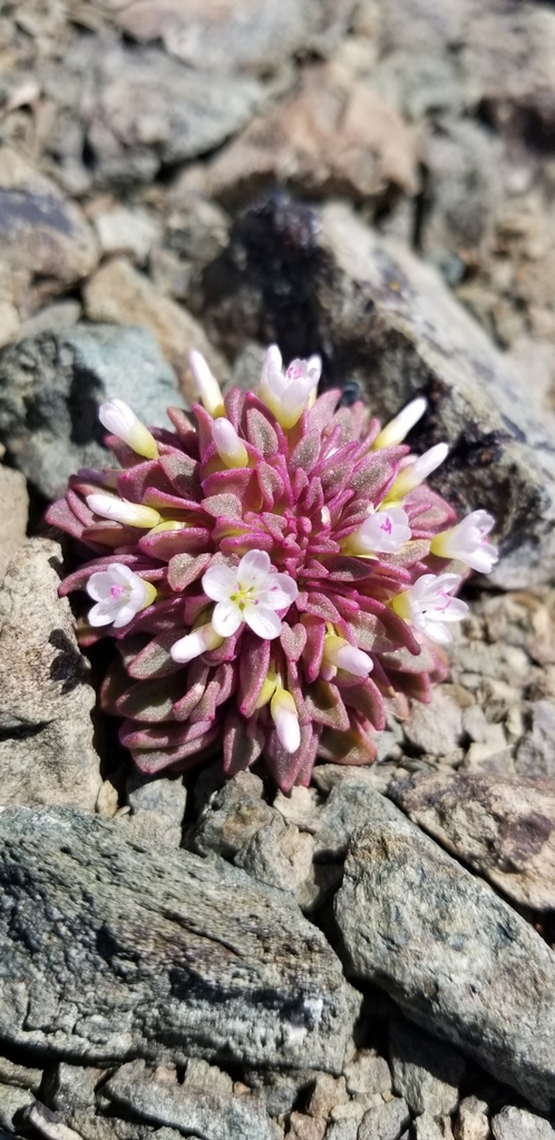 Brandegee's Springbeauty photo 8