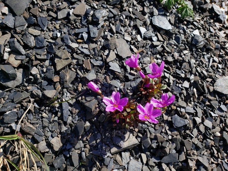 Scamman's Springbeauty