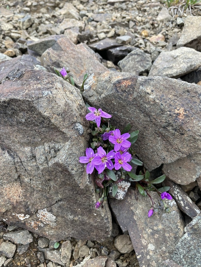 Scamman's Springbeauty photo 2