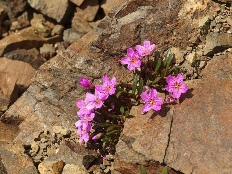 Scamman's Springbeauty photo 3