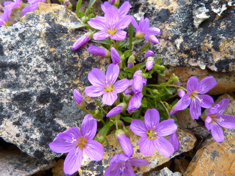 Scamman's Springbeauty photo 4