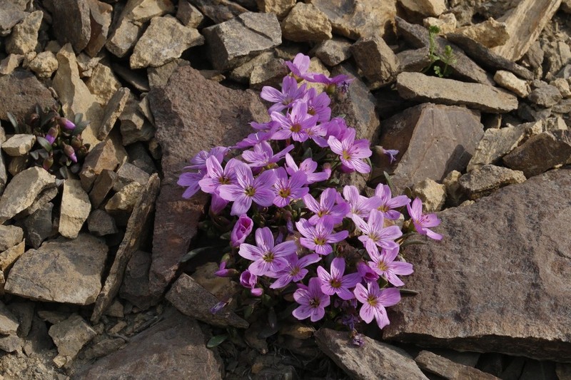 Scamman's Springbeauty photo 5
