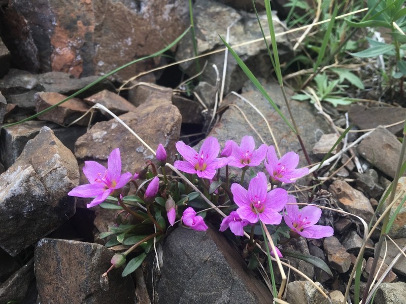 Scamman's Springbeauty photo 6