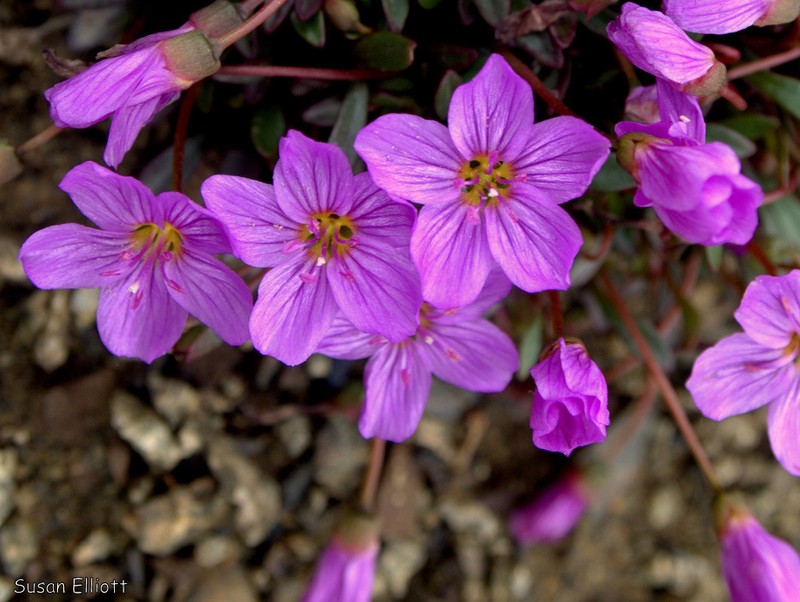Scamman's Springbeauty photo 7