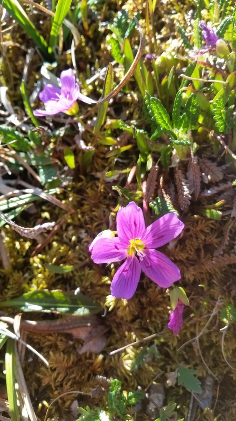 Scamman's Springbeauty photo 8