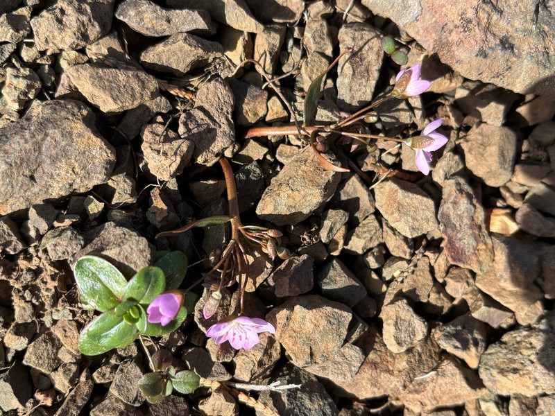 Claytonia serpenticola