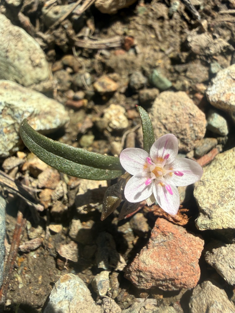 Claytonia serpenticola photo 2