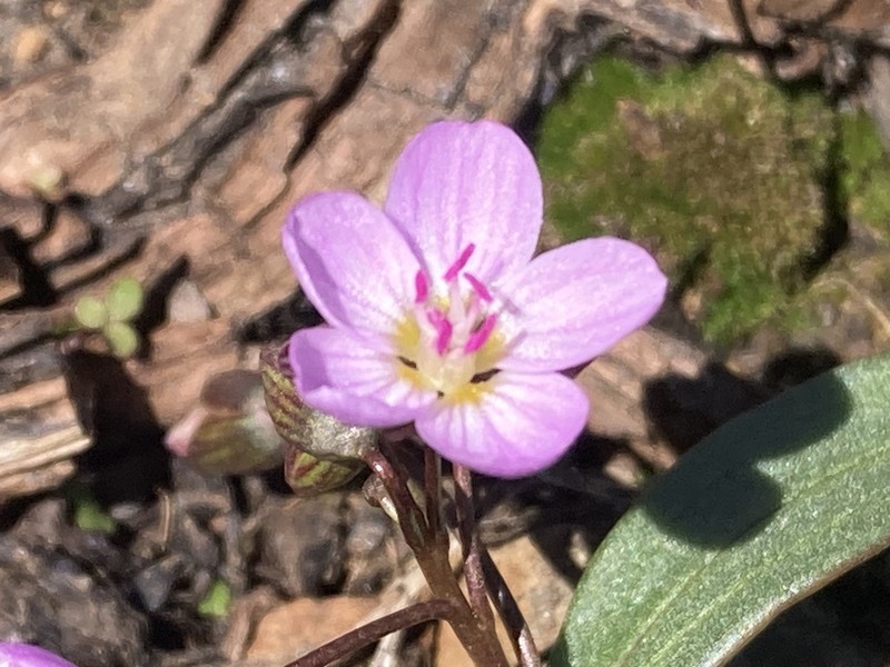 Claytonia serpenticola photo 3